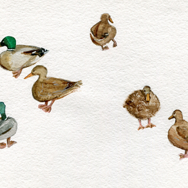 Зарисовки в зоопарке