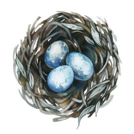 Гнездо дрозда