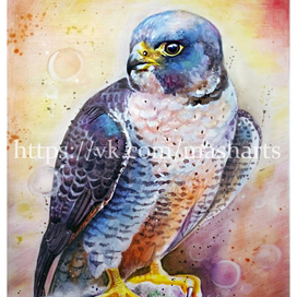 Сокол (Сапсан)