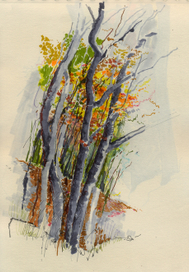 Лес на Календской тропе