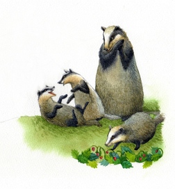 семья барсуков))