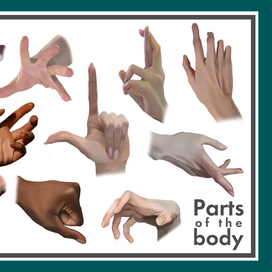 Parts of the body. Arms