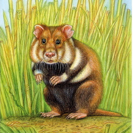 Хомяк, тушканчик, мышь.