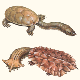 Черепахи. Научные иллюстрации