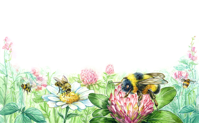 Иллюстрация для книги "Санька и Сонька" изд. Аквилегия-М