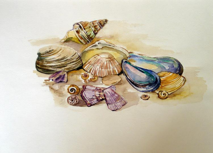 Ракушки2