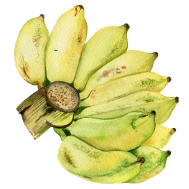 Гроздь желтых бананов