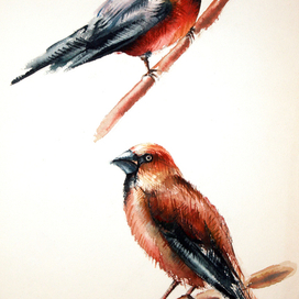 Птицы (иллюстрация к книге)