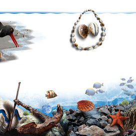 Ocean Life