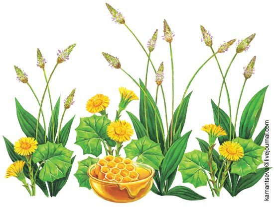 иллюстрация для упаковки лекарства