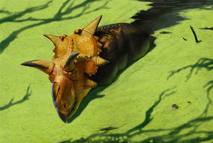 Ксеноцератопс (Xenoceratops)
