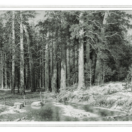 Корабельная роща