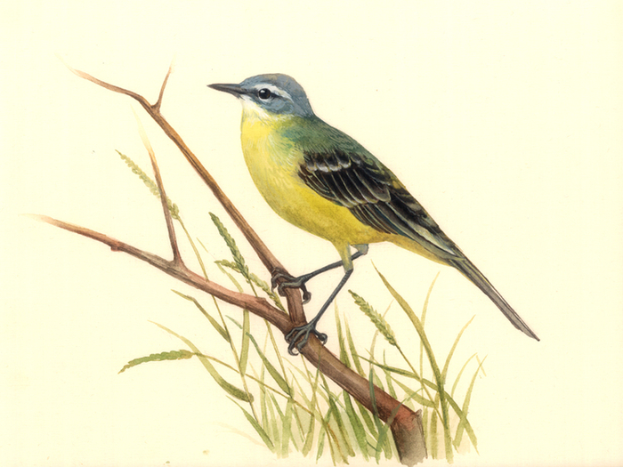 Желтая трясогузка