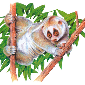 Толстый лори