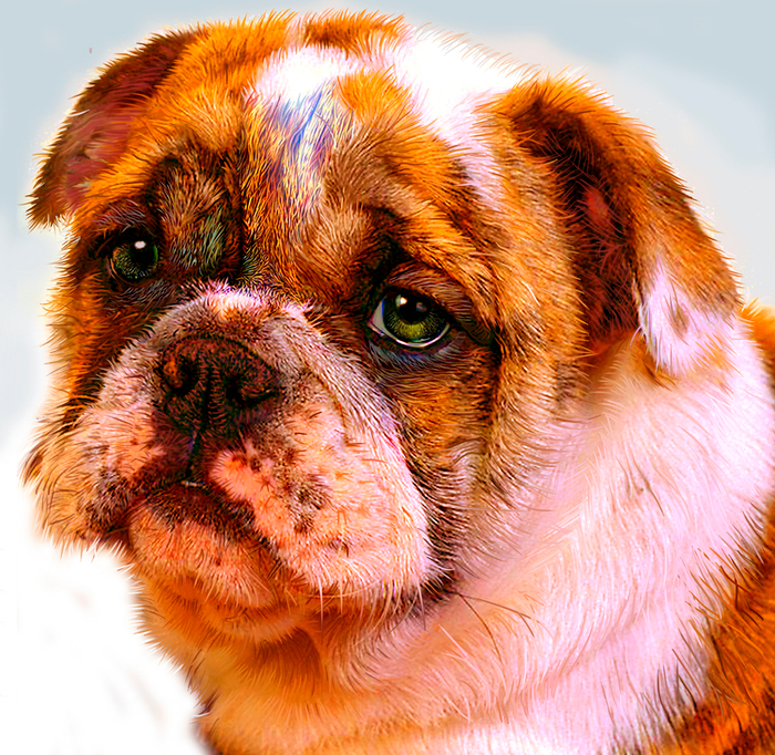 Пёс  (рабочий процесс, 1 этап обработки)