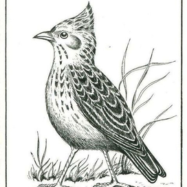 Хохлатый жаворонок