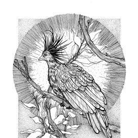 Гоацин, 2015г.