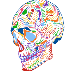 Череп человека