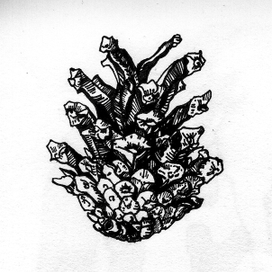 Шишка сосновая