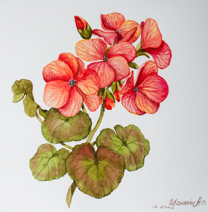 Веточка цветущей герани. акварель