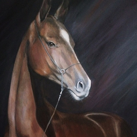 Ахалтекинский жеребец