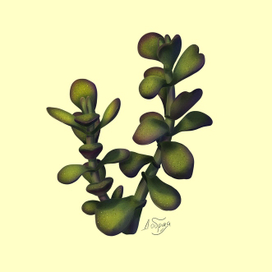 Растение. Толстянка