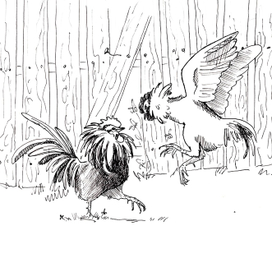 Петухи распетушились 