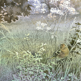 Утренняя песня зяблика