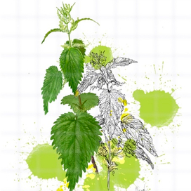 Крапивная вариация🌿