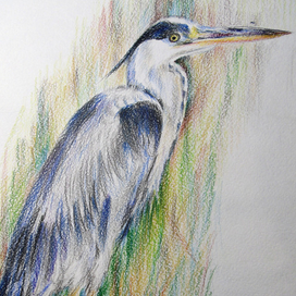 Серая цапля