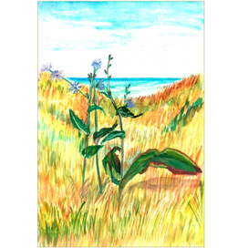 Приморский этюд с цикорием