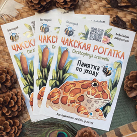 Листовка с лягушками