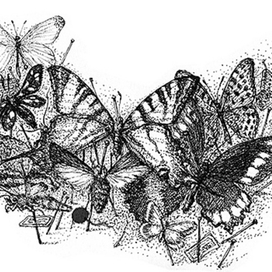 Иллюстрация к  книге Д. Фаулза &quot;Коллекционер&quot;