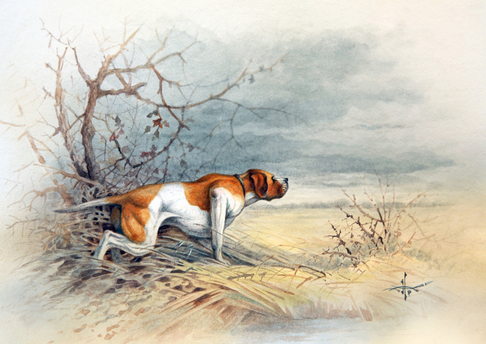 Подружейные собаки. Пойнтер.