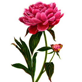 Пион. Иллюстрация Акварель