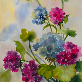 Цветущая герань