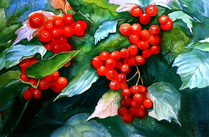 КАЛИНА КРАСНАЯ