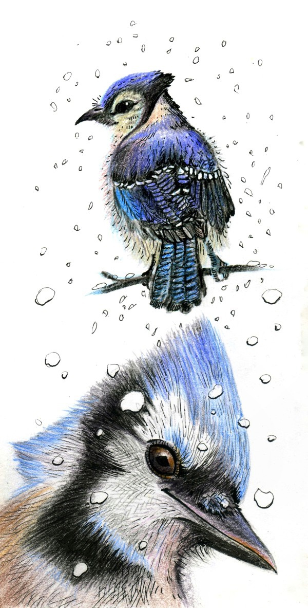 Синие сойки