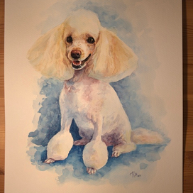 Портрет пуделя акварелью