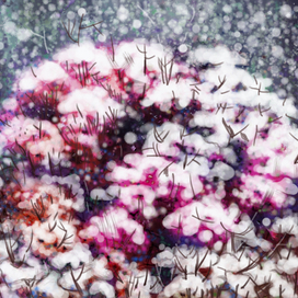 Февраль  / история одного букета/