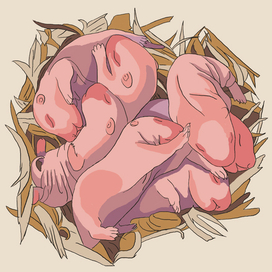 Маленькие крысята