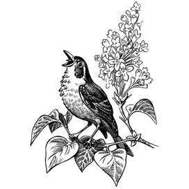 Сиреневая песня