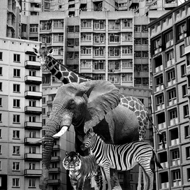 Гетто-саванна