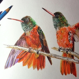 Карандашные колибри
