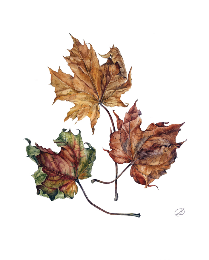 кленовые листья