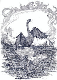 Черный дебедь