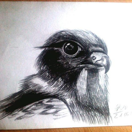 зарисовка птица