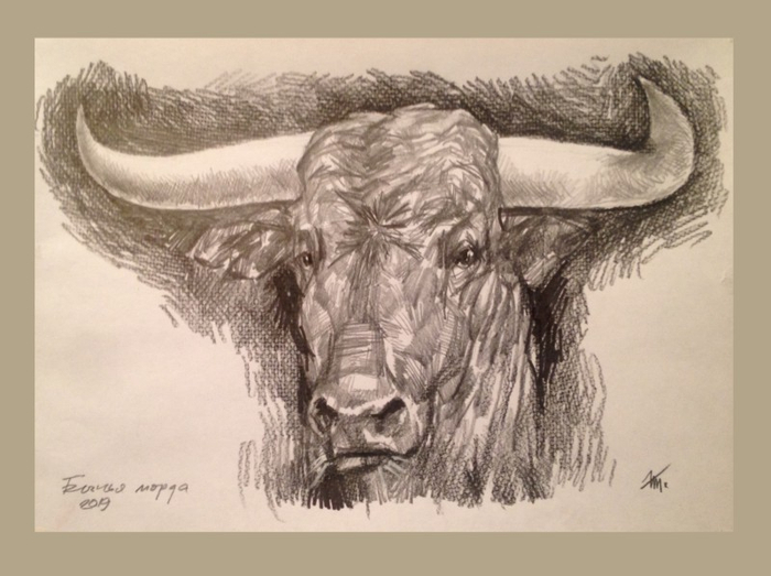 Бычье рыло (бычачий фейс)