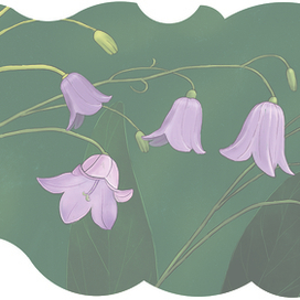 Колокольчики