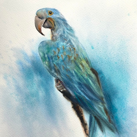 Акварельный ара 